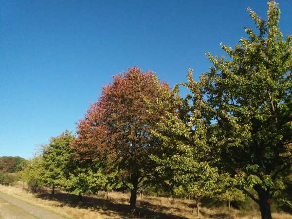 John Denver Orchard